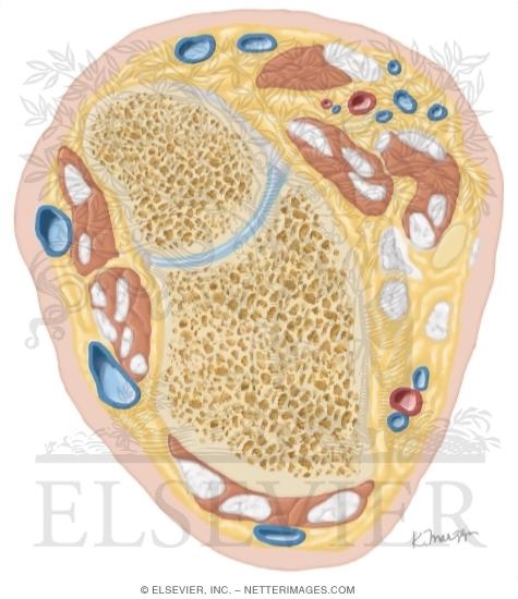 Watermarked preview of unlabeled image: Cross Section of the Forearm: Axial View