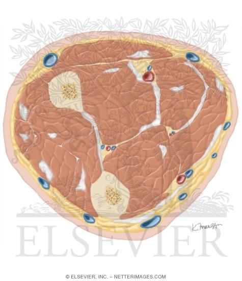 Cross Section of the Forearm: Axial View