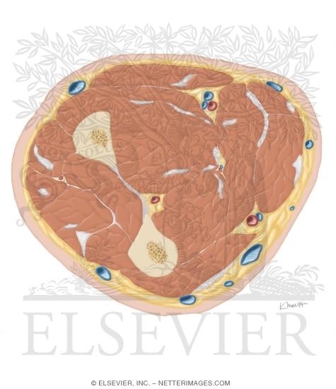 Watermarked preview of unlabeled image: Cross Section of the Forearm: Axial View