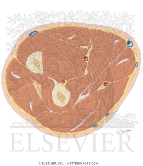 Watermarked preview of unlabeled image: Cross Section of the Forearm: Axial View