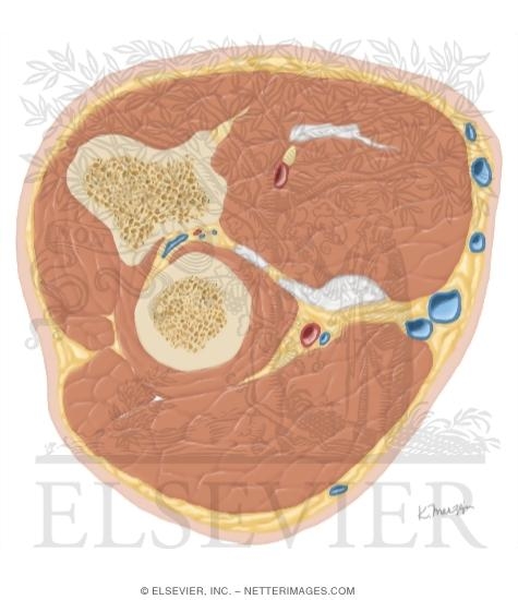 Cross Section of the Forearm: Axial View