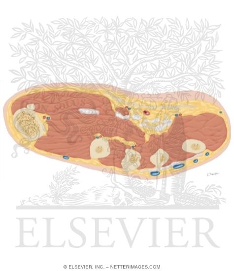 Watermarked preview of unlabeled image: Cross Section of the Hand: Axial View