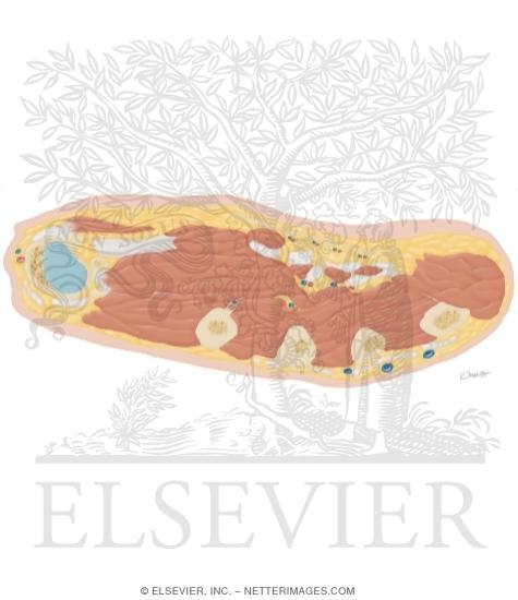 Watermarked preview of unlabeled image: Cross Section of the Hand: Axial View