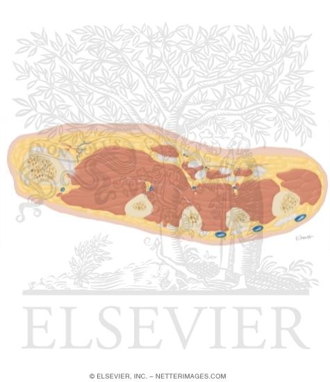 Cross Section of the Hand: Axial View
