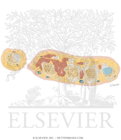 Watermarked preview of unlabeled image: Cross Section of the Hand: Axial View