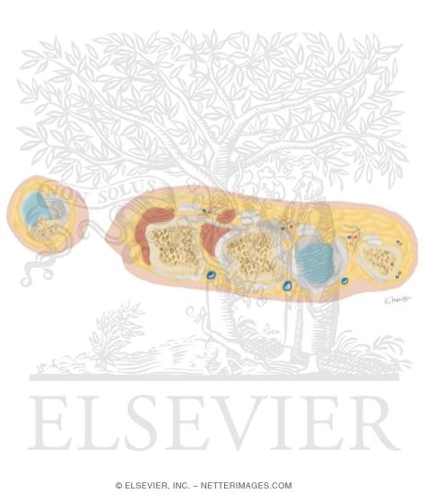 Watermarked preview of unlabeled image: Cross Section of the Hand: Axial View