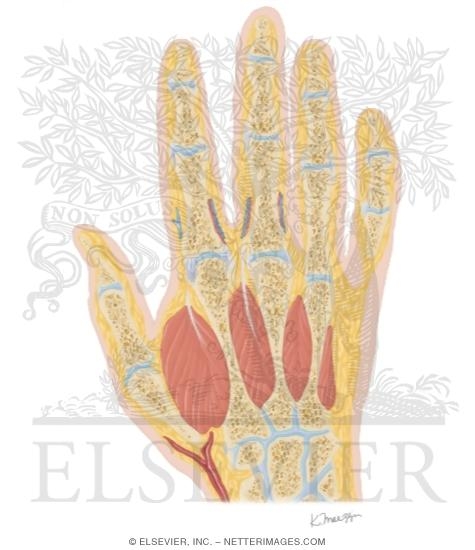 Cross Section of the Hand: Coronal View
