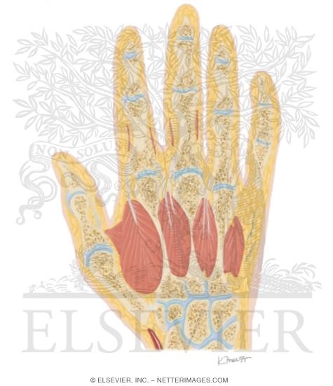 Watermarked preview of unlabeled image: Cross Section of the Hand: Coronal View