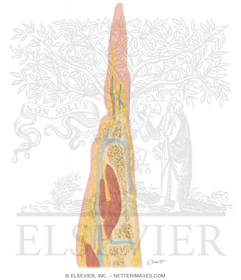 Watermarked preview of unlabeled image: Cross Section of the Hand: Coronal View