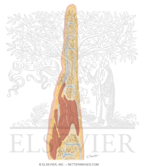 Watermarked preview of unlabeled image: Cross Section of the Hand: Coronal View