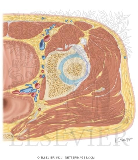 Cross Section of the Hip: Axial View