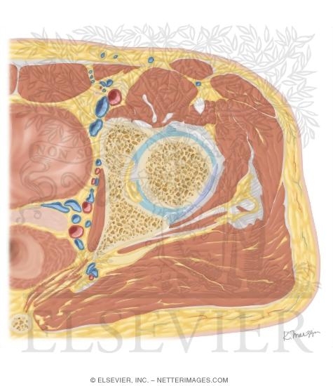 Watermarked preview of unlabeled image: Cross Section of the Hip: Axial View