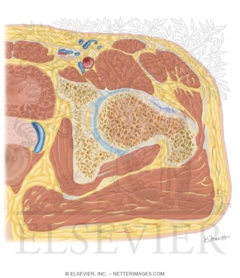 Watermarked preview of unlabeled image: Cross Section of the Hip: Axial View