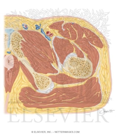 Watermarked preview of unlabeled image: Cross Section of the Hip: Axial View