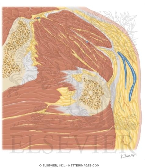 Watermarked preview of unlabeled image: Cross Section of the Hip: Axial Oblique View