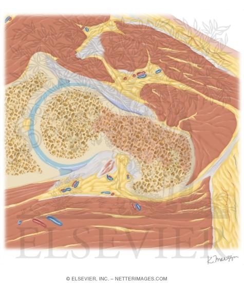 Watermarked preview of unlabeled image: Cross Section of the Hip: Axial Oblique View
