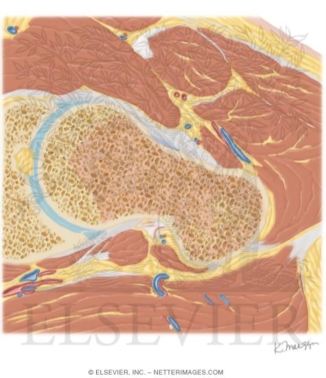 Cross Section of the Hip: Axial Oblique View