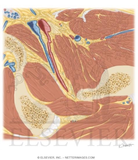 Watermarked preview of unlabeled image: Cross Section of the Hip: Axial Oblique View
