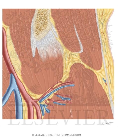 Watermarked preview of unlabeled image: Cross Section of the Hip: Coronal Oblique View