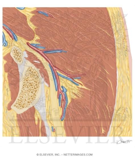 Watermarked preview of unlabeled image: Cross Section of the Hip: Coronal View