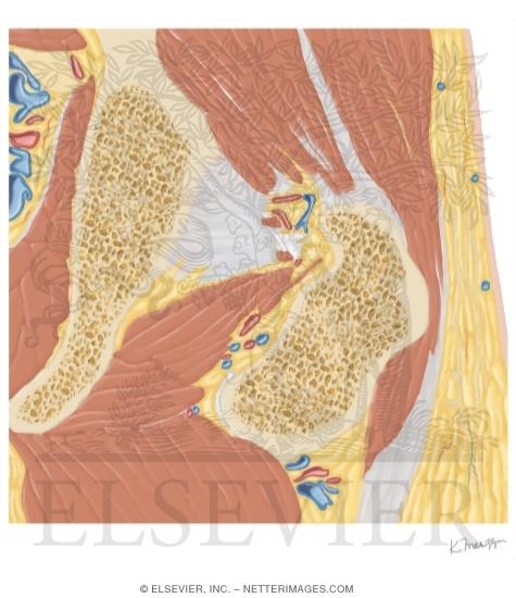 Watermarked preview of unlabeled image: Cross Section of the Hip: Coronal View