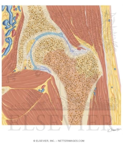 Watermarked preview of unlabeled image: Cross Section of the Hip: Coronal View