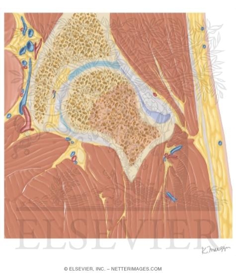 Watermarked preview of unlabeled image: Cross Section of the Hip: Coronal View
