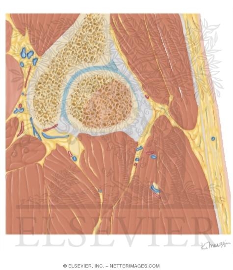 Watermarked preview of unlabeled image: Cross Section of the Hip: Coronal View