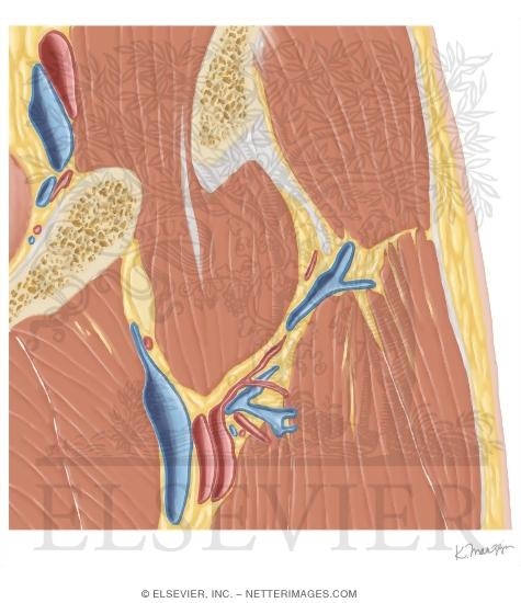 Watermarked preview of unlabeled image: Cross Section of the Hip: Coronal View