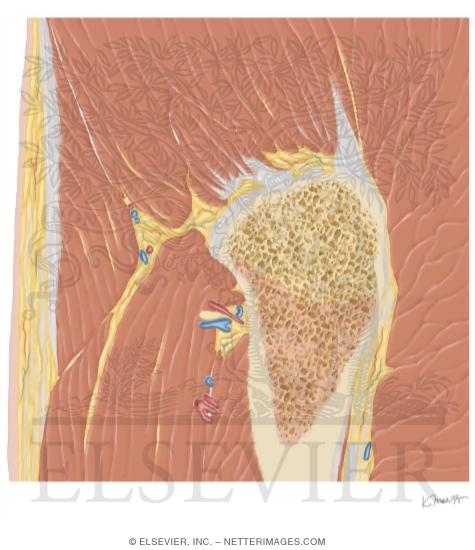Watermarked preview of unlabeled image: Cross Section of the Hip: Sagittal View