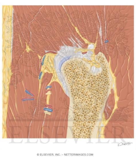 Watermarked preview of unlabeled image: Cross Section of the Hip: Sagittal View