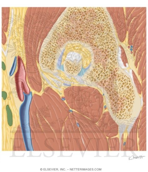 Watermarked preview of unlabeled image: Cross Section of the Hip: Sagittal View