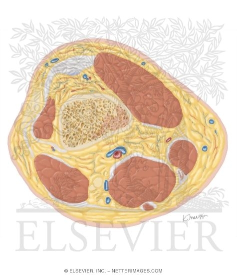 Watermarked preview of unlabeled image: Cross Section of the Knee: Axial View