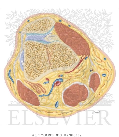 Watermarked preview of unlabeled image: Cross Section of the Knee: Axial View
