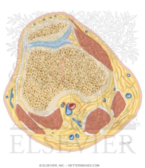 Watermarked preview of unlabeled image: Cross Section of the Knee: Axial View