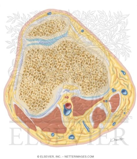 Watermarked preview of unlabeled image: Cross Section of the Knee: Axial View