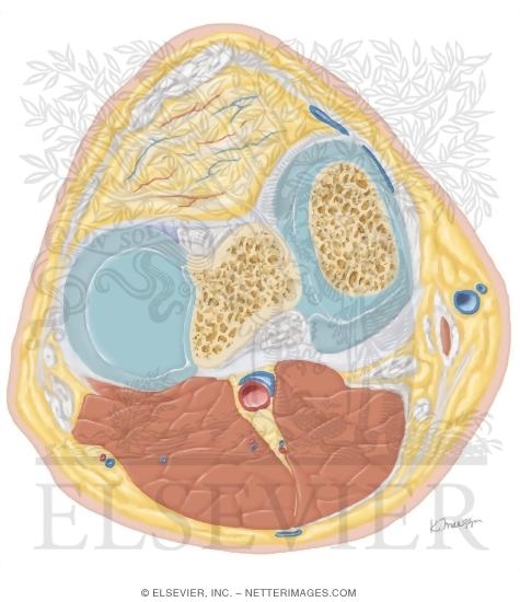 Cross Section of the Knee: Axial View