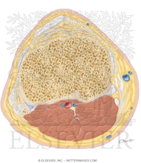 Watermarked preview of unlabeled image: Cross Section of the Knee: Axial View
