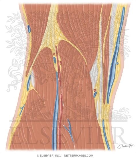 Watermarked preview of unlabeled image: Cross Section of the Knee: Coronal View