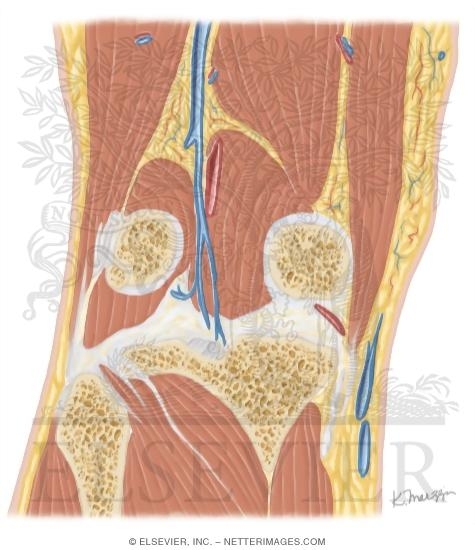 Watermarked preview of unlabeled image: Cross Section of the Knee: Coronal View