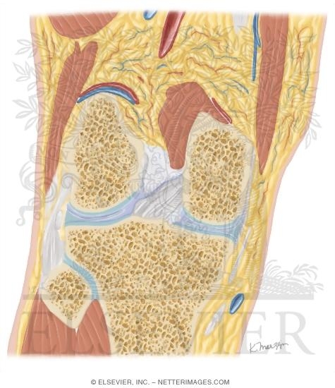 Watermarked preview of unlabeled image: Cross Section of the Knee: Coronal View