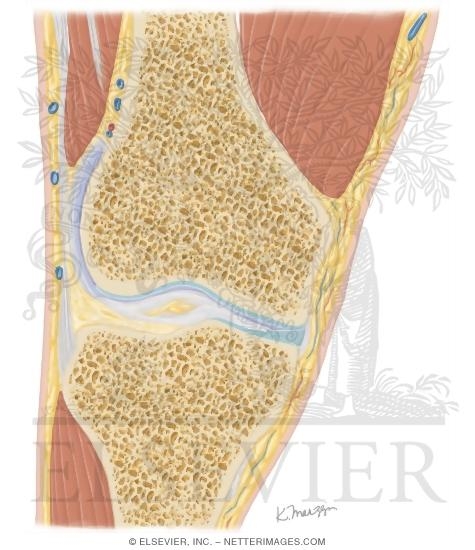 Watermarked preview of unlabeled image: Cross Section of the Knee: Coronal View