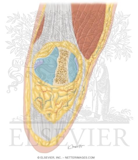 Watermarked preview of unlabeled image: Cross Section of the Knee: Coronal View