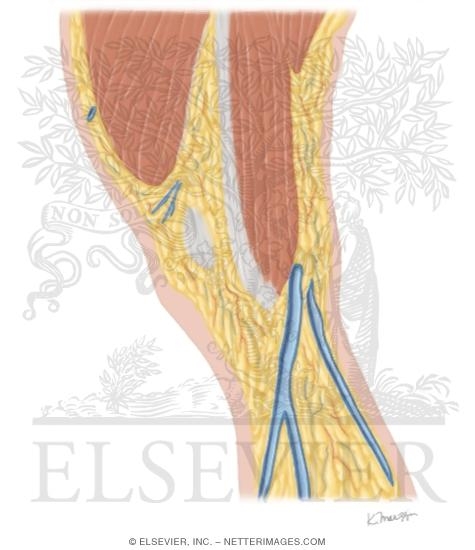 Watermarked preview of unlabeled image: Cross Section of the Knee: Sagittal View