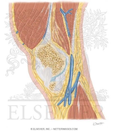 Watermarked preview of unlabeled image: Cross Section of the Knee: Sagittal View
