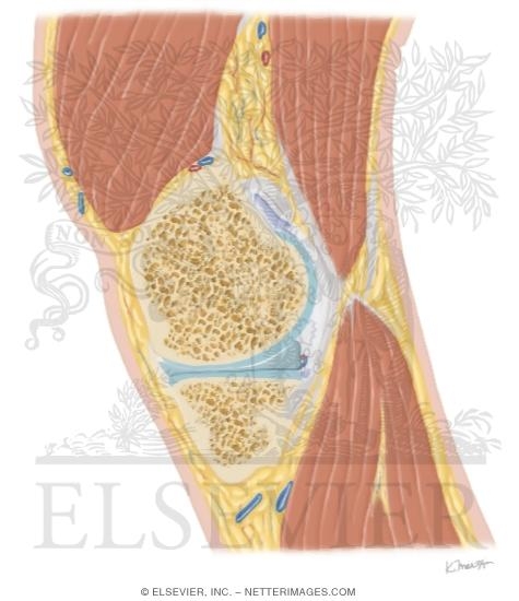 Watermarked preview of unlabeled image: Cross Section of the Knee: Sagittal View