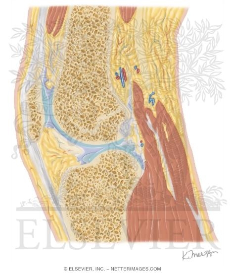 Watermarked preview of unlabeled image: Cross Section of the Knee: Sagittal View
