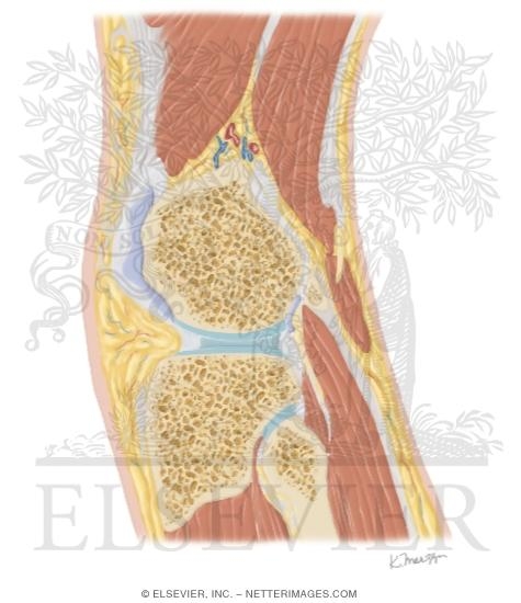 Watermarked preview of unlabeled image: Cross Section of the Knee: Sagittal View