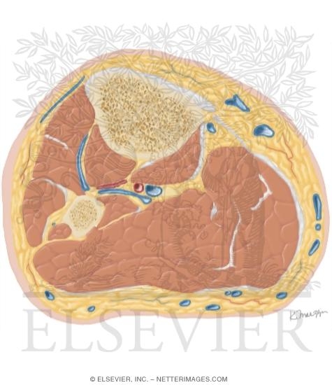 Watermarked preview of unlabeled image: Cross Section of the Leg: Axial View