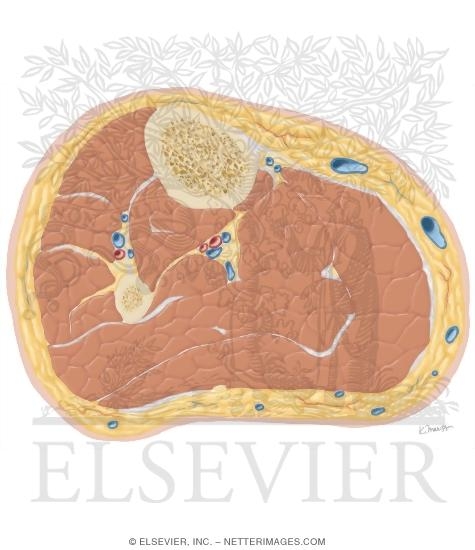 Cross Section of the Leg: Axial View